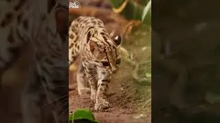Secrets of the Margay: South America's Agile Forest Cat #shorts