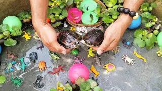 Catch alot  turtle in Big pond : ball Color , eel, koi, Guppy, turtle and other fish. 🐠