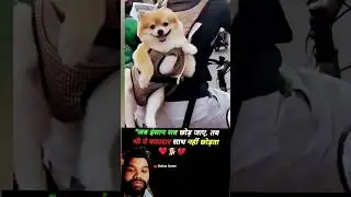Jab insan sab chhod jay #love #funny #pets #cuteanimals #animals #puppy #animails #cute #dog #dogs