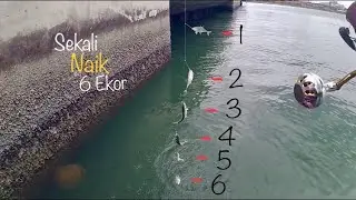 Lubuk Ikan Paling Disukai Pemancing Sampai Tak Mau Balik #29