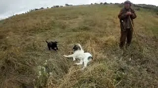 Un vânt puternic și căței se jucau. 