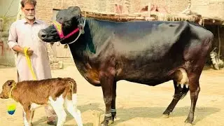 Jarsi cholastni cross wed for sale in the taseel depalpor district okara 03250217795 call what's up 