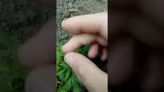 2022 guerilla growing UK sun grown update 5