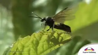 Excel 5  Module 4f  Amazing ants  p  54