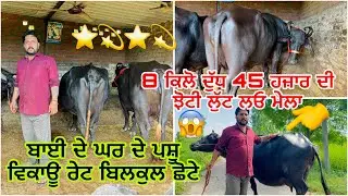 6 September 2025 Ph 8725-898032👈ਘਰ ਦੇ ਪਸ਼ੂ ਵਿਕਾਊ ਵੀਰ ਹੁਣਾ ਕੋਲ ⭐️💫⭐️💫#trending#cow #viewers#viral 