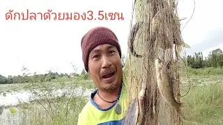 ดักปลาหน้าน้ำหลาก#ด้วยมอง3.5เซนหมานอยู่ครับ