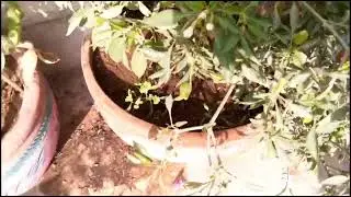 Green Chilli Plants|| Roof Garden||Beautiful Garden