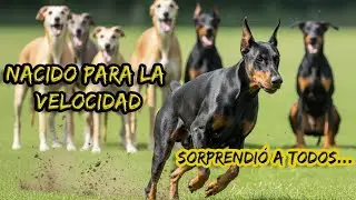 probando la verdadera VELOCIDAD del DOBERMAN...&iexcl;R&aacute;pido y Furioso!