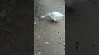 Hans ko kabhi hansni ke viyog me rote dekha hai ye ,,,,,,😢😢😥