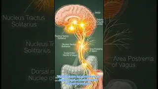 Herbimycin Mechanism of Action | Hsp90 Inhibitor Cancer Research Animation