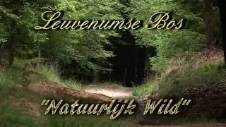 Leuvenumse bos, Natuurlijk Wild, Veluwe