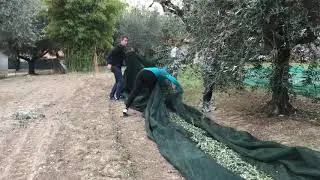 Olive Net Picker