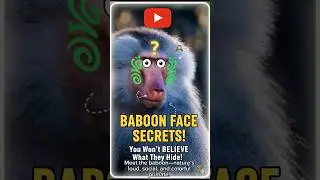 Baboons Have Colorful Communication   #Baboon #Primates #AnimalFacts #wildlife