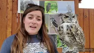 Owl Identification