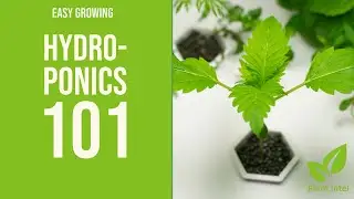 Getting Started: Hydroponic Gardening for Beginners