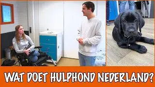 Waarom is een hulphond belangrijk en hoe kan jij helpen?! | DierenpraatTV