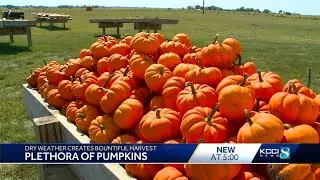 Pumpkin patches full and ready for picking despite drought