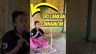 The Last Cinnamon Farm in Sri Lanka