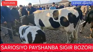 15.01.2026 SARIOSIYO PAYSHANBA MOL NOZORI SIGIR , G'UNAJIN NARXLARI