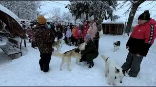 большая школьная экскурсия в питомник хаски / big school excursion to the husky kennel
