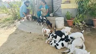 दोपहर का खाना lunch😋😍😊👍 #doglovers #myvillage #desi #dogvideos 
