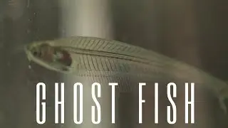 Ghost Cat Fish : Majestic Transparent Fishes......