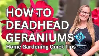 Deadheading Geraniums for 🏵️ BLOOMS all summer long! 🏵️ Home gardening quick tips 💚