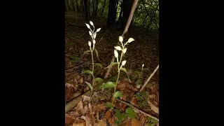 Cephalanthera damasonium, the white helleborine