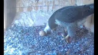 Charles Sturt Falcon Cam - Learning to Eat 10-11-14