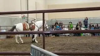Lipizzanner tricks at the WA State Horse Expo (2019)