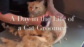 A Day in the Life of a Cat Groomer