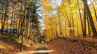 Best Vibrant Fall Colors in Parks and Neighborhood in Ontario, Canada with Natural Sound in 4K