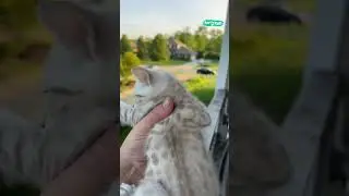 🥺 Mama cat comes home to kitten's cry #shorts