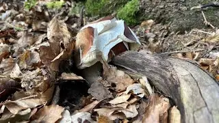 PORCINI che ESPLODONO sugli APPENNINI!!