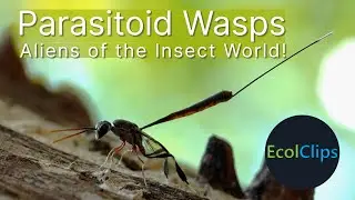 Parasitoid Wasps: Aliens of the Insect World | EcolClips