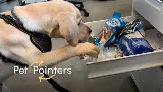 The Office Animal | Pet Pointers