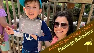 FLAMINGO BEHAVIOUR | String of Memories | Animal Kingdom Lodge in 4K