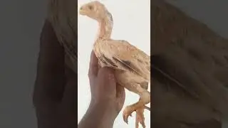 parrot Beak long tile chicks