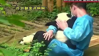 Adorable Panda's Scary Encounter with Bees While Sunbathing Turns Heartwarming!...