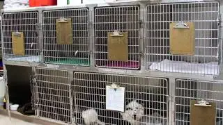 Companion Pet Clinic of Bend Oregon.mov