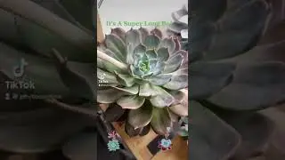 A Very Long Specimen #plants #succulents #echeveria