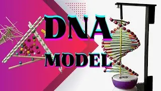 Как создать рабочую модель ДНК | Простая вращающаяся модель структуры ДНК