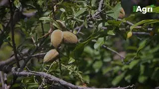KSA Agricultural Update