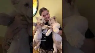 Double the cuteness with these little white lion cubs🩷🦁☮️ #animals #lions #lion #cute #cubs #baby