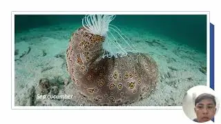 Part 1: Echinodermata, Hemichordata; Chordata: Pisces, Birds, Amphibia, Reptilia, and Mammalia