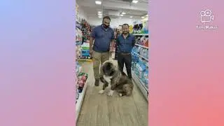 Caucasian Shepherd Dog a Beast puppy ! Birthday Celebration ! Large pet dog Celebrating Birthday !