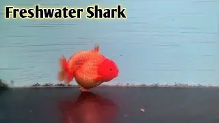 Sharks That live in Fresh Water, Ranchu Shark Goldfish, show contest quality material