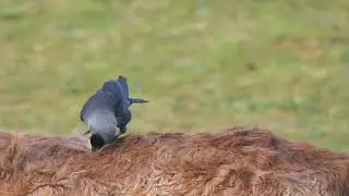 Rolling horse's hair, making bird's nest |nature exploration|wild life photography| #viral