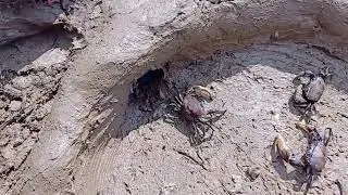 Build Deep Hole Underground Crap Using PVC pipe.