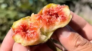 BasementFigs: 😳 OMG, WE DID IT! 👍🏽 PRUNE TO RIPEN FIGS? (Part 6) Chicago Hardy #figs #figtasting